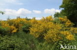 Broom (Cytisus scoparius)