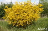 Broom (Cytisus scoparius)