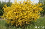 Broom (Cytisus scoparius)