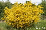 Broom (Cytisus scoparius)