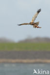 Bruine Kiekendief (Circus aeruginosus)