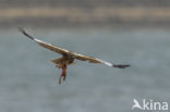 Bruine Kiekendief (Circus aeruginosus)