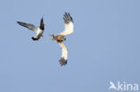 Marsh Harrier (Circus aeruginosus)