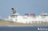 Marsh Harrier (Circus aeruginosus)