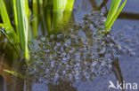 Common Frog (Rana temporaria)