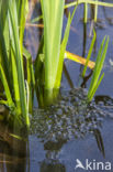 Common Frog (Rana temporaria)