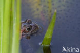 Common Frog (Rana temporaria)