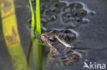 Common Frog (Rana temporaria)