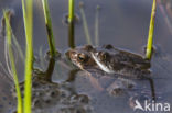 Common Frog (Rana temporaria)