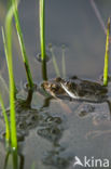 Bruine kikker (Rana temporaria)