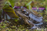 Common Frog (Rana temporaria)