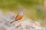 Bruinkeelortolaan (Emberiza caesia)