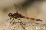 Common Darter (Sympetrum striolatum)
