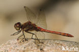 Bruinrode heidelibel (Sympetrum striolatum)