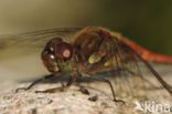 Bruinrode heidelibel (Sympetrum striolatum)