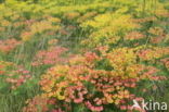 Cypress Spurge (Euphorbia cyparissias)