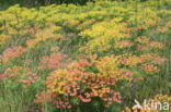 Cypress Spurge (Euphorbia cyparissias)