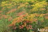Cypress Spurge (Euphorbia cyparissias)