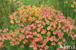 Cypress Spurge (Euphorbia cyparissias)