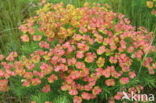 Cypress Spurge (Euphorbia cyparissias)
