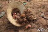 Colocasia esculenta