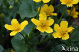 Dotterbloem (Caltha palustris)