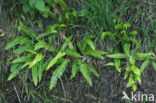 Dubbelloof (Blechnum spicant) 