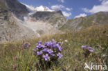 Duitse Gentiaan (Gentiana germanica)