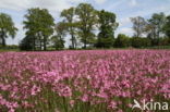 Echte koekoeksbloem (Lychnis flos-cuculi)