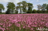 Echte koekoeksbloem (Lychnis flos-cuculi)