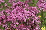 Echte koekoeksbloem (Lychnis flos-cuculi)