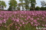 Echte koekoeksbloem (Lychnis flos-cuculi)