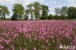 Echte koekoeksbloem (Lychnis flos-cuculi)