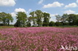 Echte koekoeksbloem (Lychnis flos-cuculi)