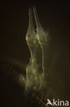 Ecteinomyces trichopterophilus