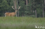 Edelhert (Cervus elaphus)