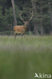 Edelhert (Cervus elaphus)