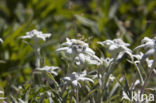 Edelweiss (Leontopodium alpinum)