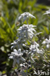 Edelweiss (Leontopodium alpinum)