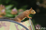 Red Squirrel (Sciurus vulgaris)