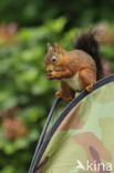 Red Squirrel (Sciurus vulgaris)