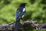 Black-billed Magpie (Pica pica)