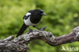 Black-billed Magpie (Pica pica)