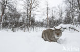 Euraziatische lynx (Lynx lynx) 