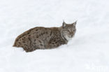 Eurasian Lynx (Lynx lynx)