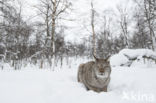 Euraziatische lynx (Lynx lynx) 