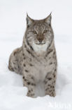 Euraziatische lynx (Lynx lynx) 