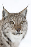 Euraziatische lynx (Lynx lynx) 