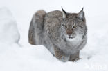 Euraziatische lynx (Lynx lynx) 