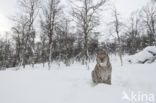 Eurasian Lynx (Lynx lynx)